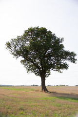 Obraz premium tree in the field