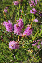 Cross-leaf honey-myrtle or totem poles (Melaleuca decussata) native to the South of Australia, Grampians National Park