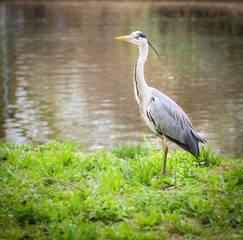 Blue Heron by the water 