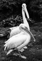 Pelicans Meet