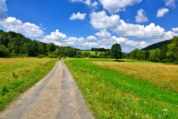 Rural asphalt road and green grass field on summer sunny  day