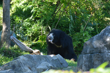sunbear