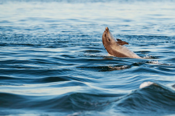 Happy playful wild bottlenose dolphins
