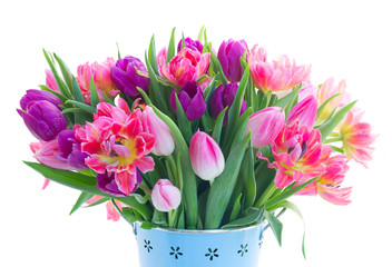 Pink and violet tulip fresh flowers isolated on white background