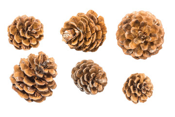 Pine cones