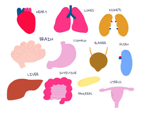 Set of funny human internal organs. Kids simple graphic. Vector hand drawn illustration.