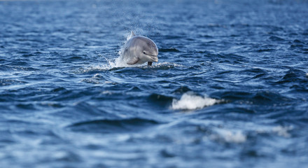 Happy playful wild bottlenose dolphins