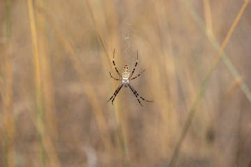 spider on its web