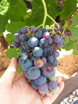 Bobal grape grows at winery in Spain