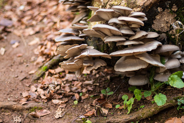 A cluster of mushrooms growing from a tree stump