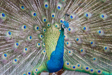 Obraz premium Beautiful peacock straightened fluffy tail with multi-colored feathers: blue and green. portrait of a peacock