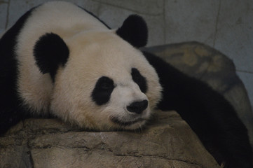 Fototapeta premium panda