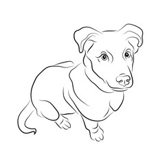 Vector illustration. Dog sketch