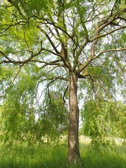 Fototapeta premium Verwunschener Baum lädt zum Rasten ein