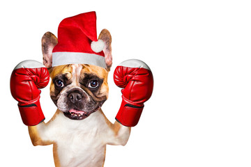 french bulldog on white isolated background in boxing glove in christmas hat
