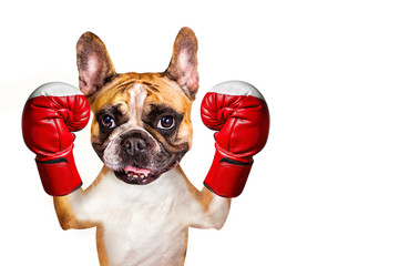 french bulldog on white isolated background in boxing glove
