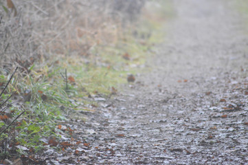 path through the countryside