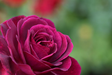 A large flower of a rare pink and purple terry rose with velvet open petals in the summer garden close-up