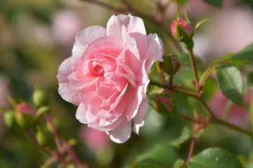 A large flower of a delicate pink rose with open petals on a bush covered with buds and green leaves