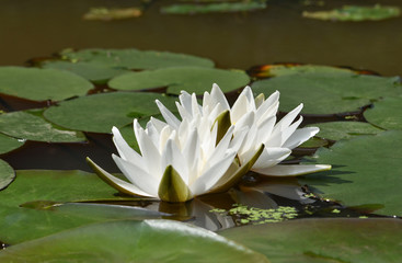 White water lilies with green petals on the round large leaves on a flat surface of the pond