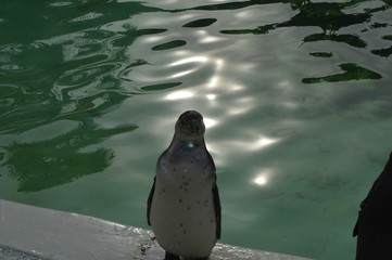 Naklejka premium Seal