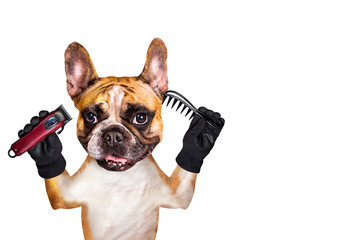french bulldog on white isolated background keeps hairdressing tools