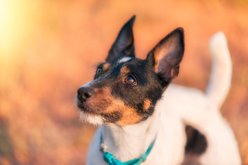 Parson Russel Terrier Portrait