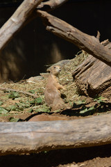 prairie dog