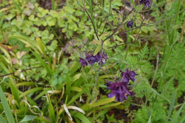 purple flowers in the garden