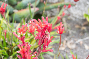 red flowers in the garden