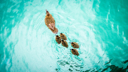 Brown Teal Ducks on Great Barrier Island