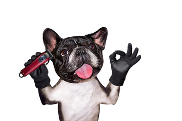 french bulldog on white isolated background keeps hairdressing tools