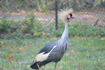 crowned crane