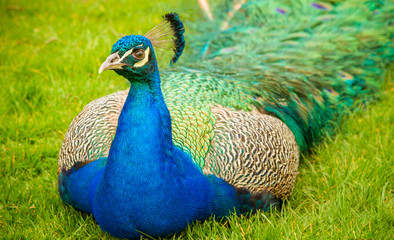 Peacock sitting in Grass