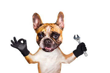 french bulldog on white isolated background keeps adjustable wrench