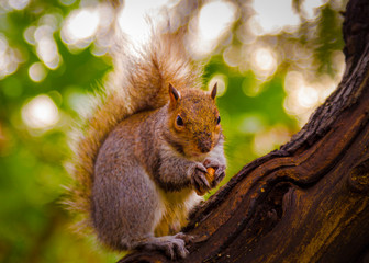 Garden Squirrel Eating Nuts 