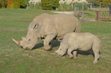 rhino's