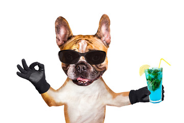 french bulldog on white isolated background keeps refreshing cocktail refreshing in Sunglasses