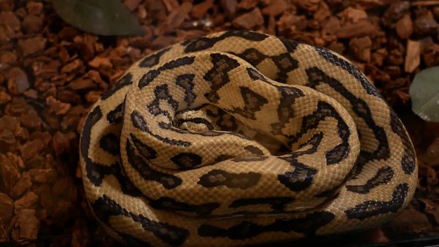 Close up Snake on dry wood