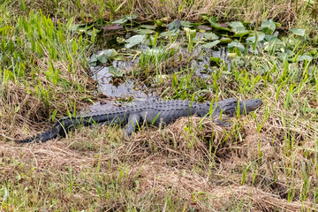 alligator