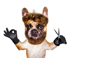 untidy french bulldog with long hair on white isolated background keeps scissors and hairdresser tools