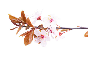 Spring pink cherry tree flowers blooming twig with leaves isolated on white background