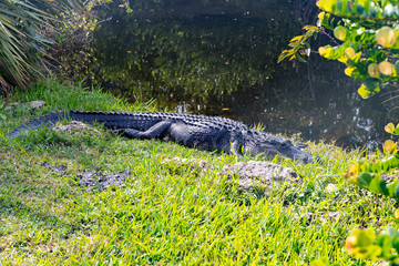 crocodile in the water