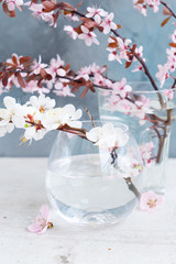 Spring tree flowers blooming twigs in glasses on gray background