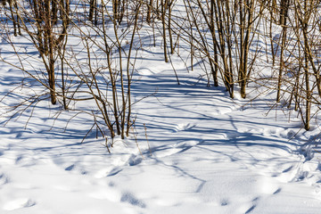 Traces of animals on the snow. In the background covered with snow high spruce trees