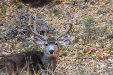 Mule Deer Buck