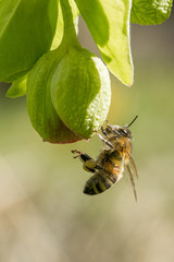 Closeup of honey bee (Apis mellifera) on hellebore flowers (Helleborus foetidus)