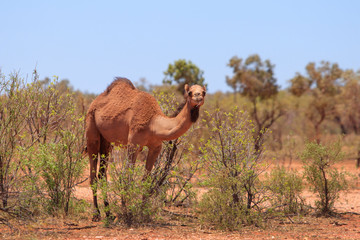 Feral camel in Australian outback