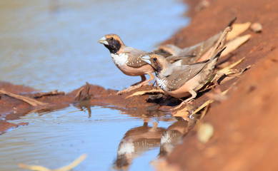 Pictoral finches drinking