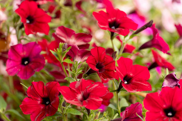 Petunia flower red color hanging with a pot in the garden.